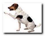 hallohund.de